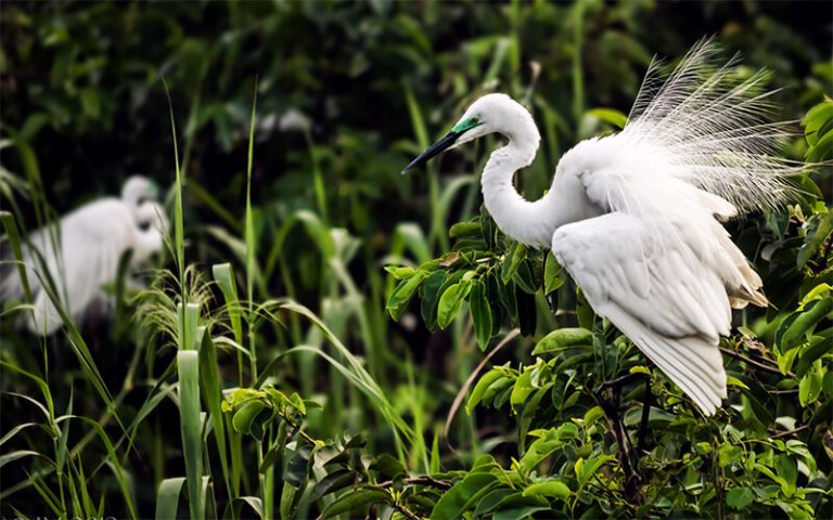 All That You Must Know About the Water Bird Sanctuary in Rameshwaram